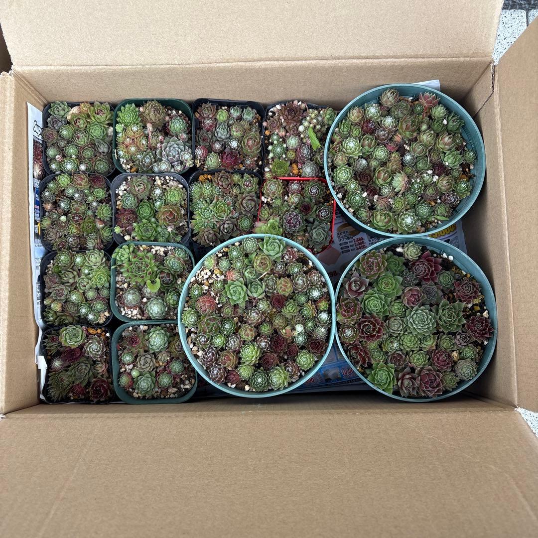 多肉植物^_^センペルビウム