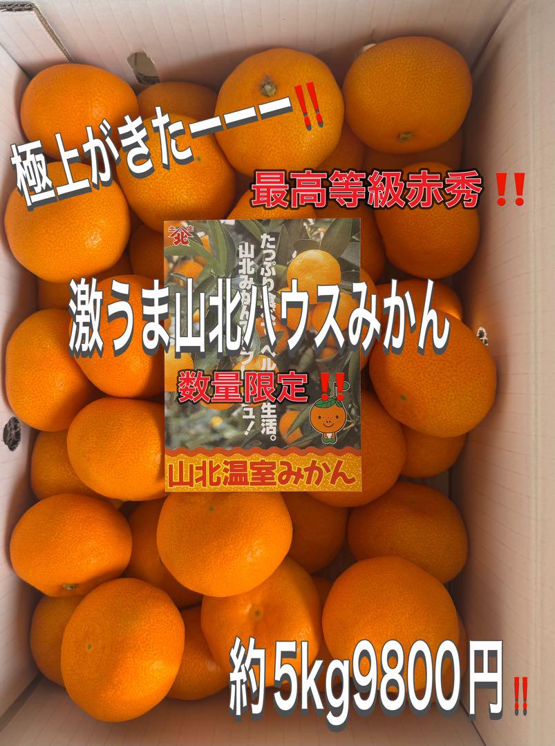 極上がきたーーーーー‼️激うま‼️山北ハウスみかん約5kg9800円‼️3