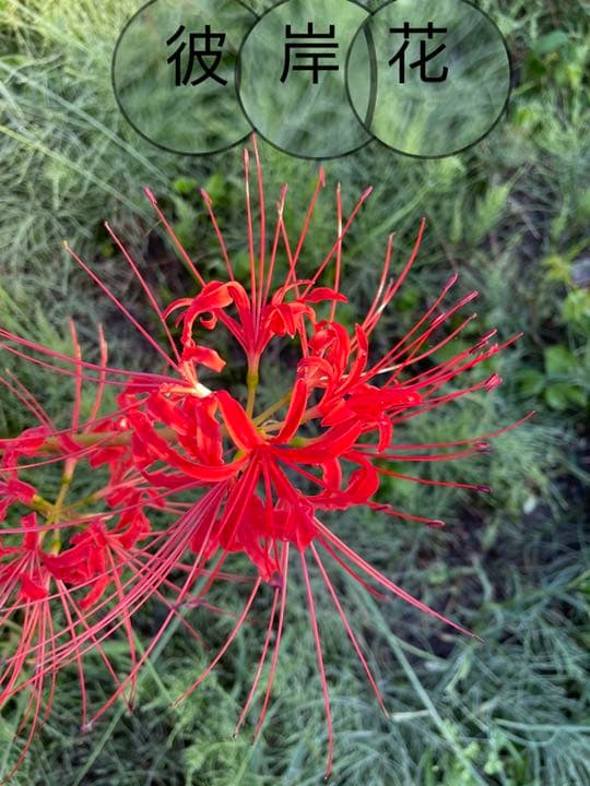 36 割引 売れ筋 彼岸花球根600個 植物 観葉植物 インテリア 住まい 小物 Aci Md