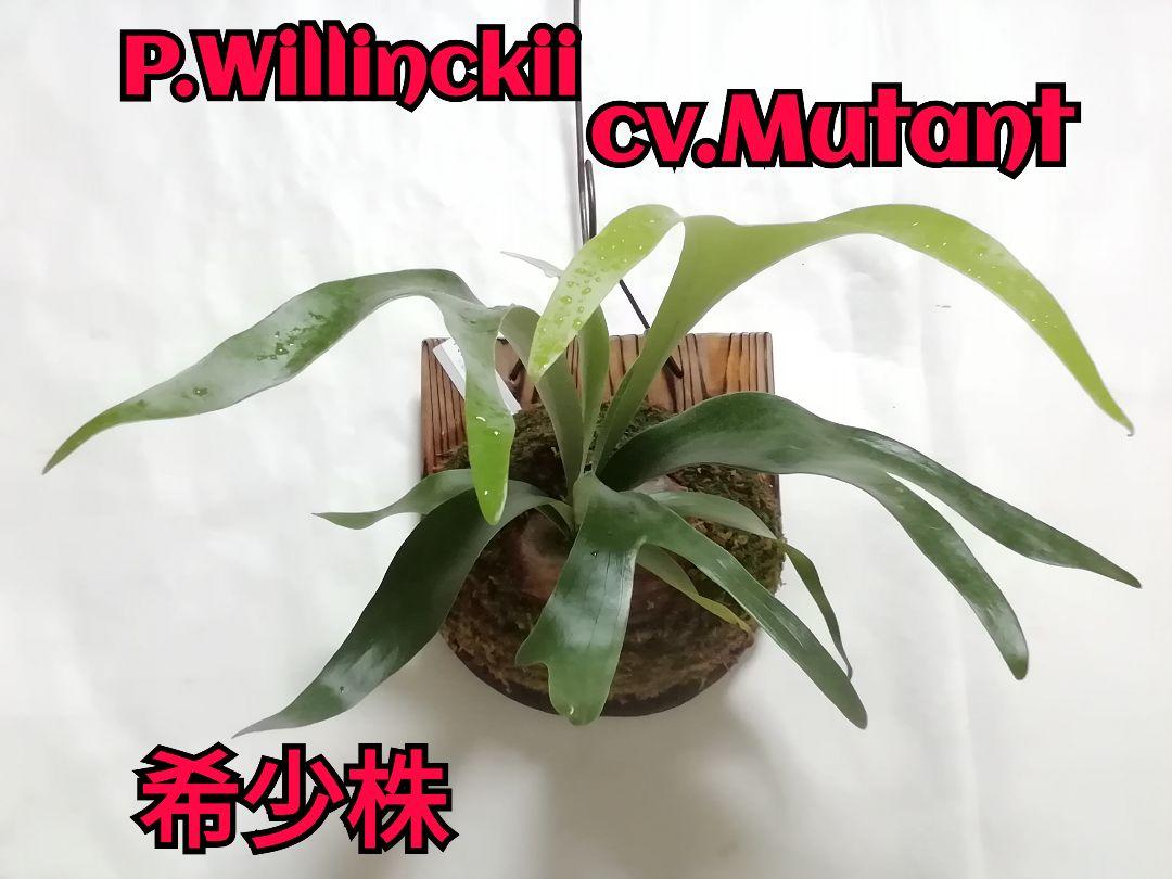 P.Willinckii cv Mutant ウイリンキー選抜個体　希少株子株付 P.Willinckii cv Mutant ウイリンキー選抜 変異個体株 - メルカリ