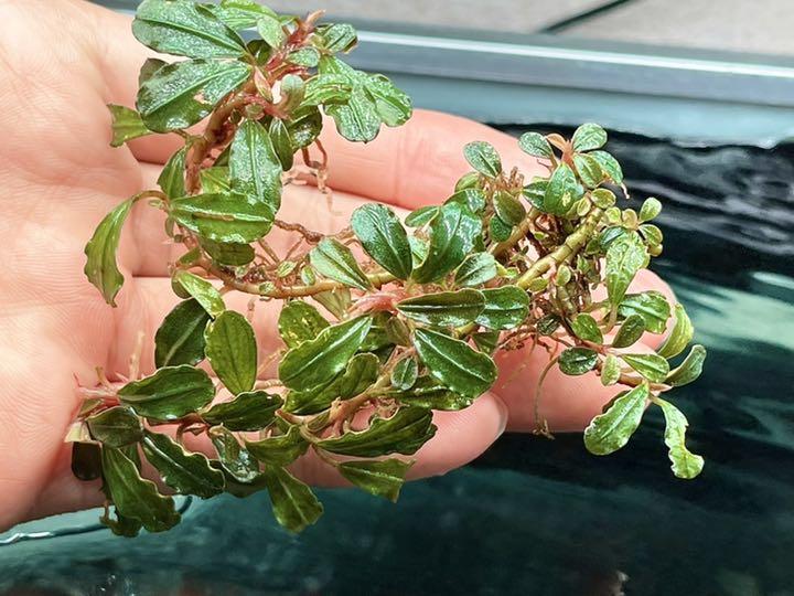 超歓迎された】 お得セット 水草 ブセファランドラ レッドミニヘレナ 3群生セット sp - 魚用品/水草 - oakandlily.ca 超歓迎された】 お得セット 水草 ブセファランドラ レッドミニヘレナ 3群生セット sp - 魚用品/水草 - oakandlily.ca