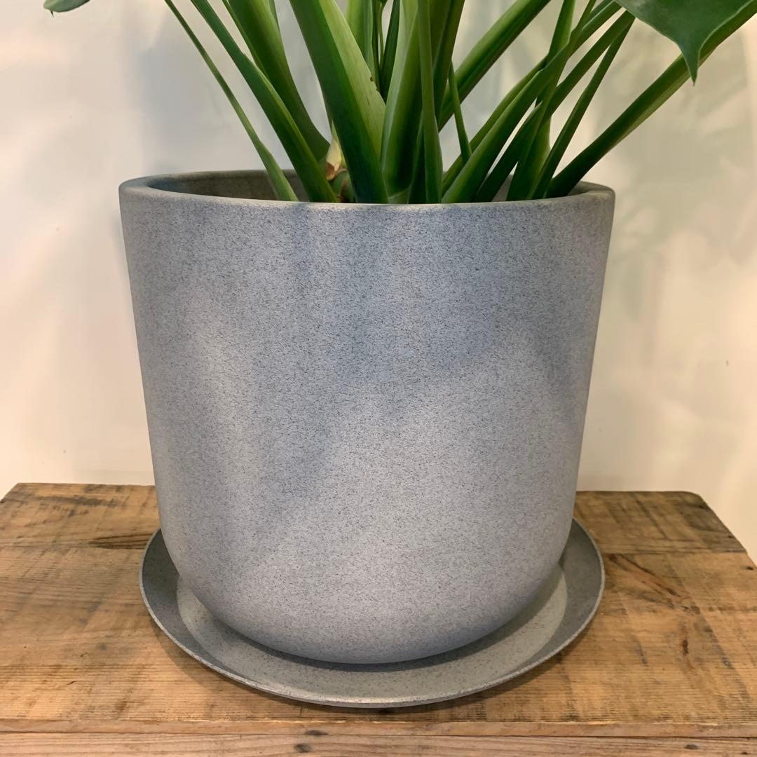 モンステラ デリシオーサ 合成樹脂鉢 お皿付き