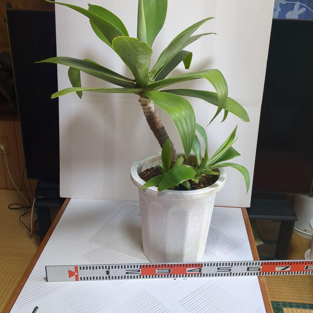 あがべアテナータ。観葉植物。鉢ごと無料で発送致します