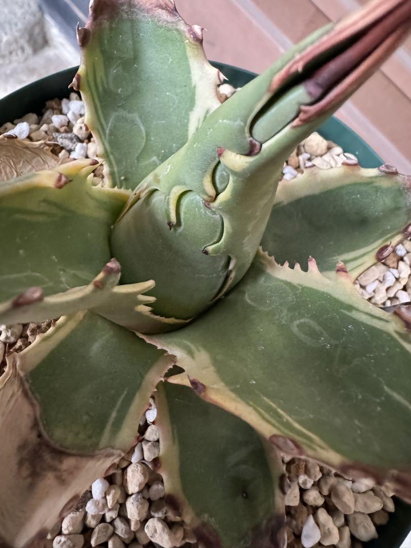 アガベ Agave montana 'Tiffany' 192