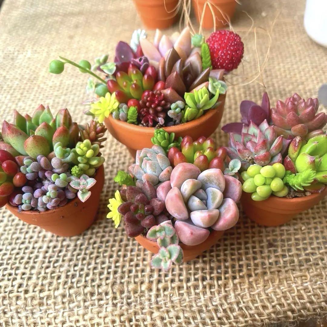 多肉植物 ♡そのまま飾れる寄せ植え♡6点セット♬.*゜