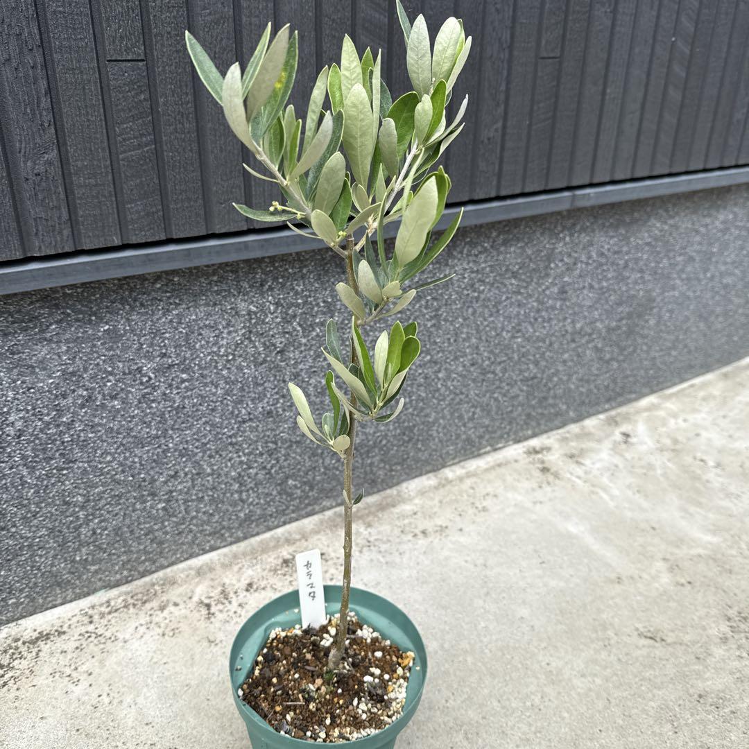 ●カラマタ●オリーブの木　庭木　シンボルツリー　希少　オリーブ　シルバーリーフ
