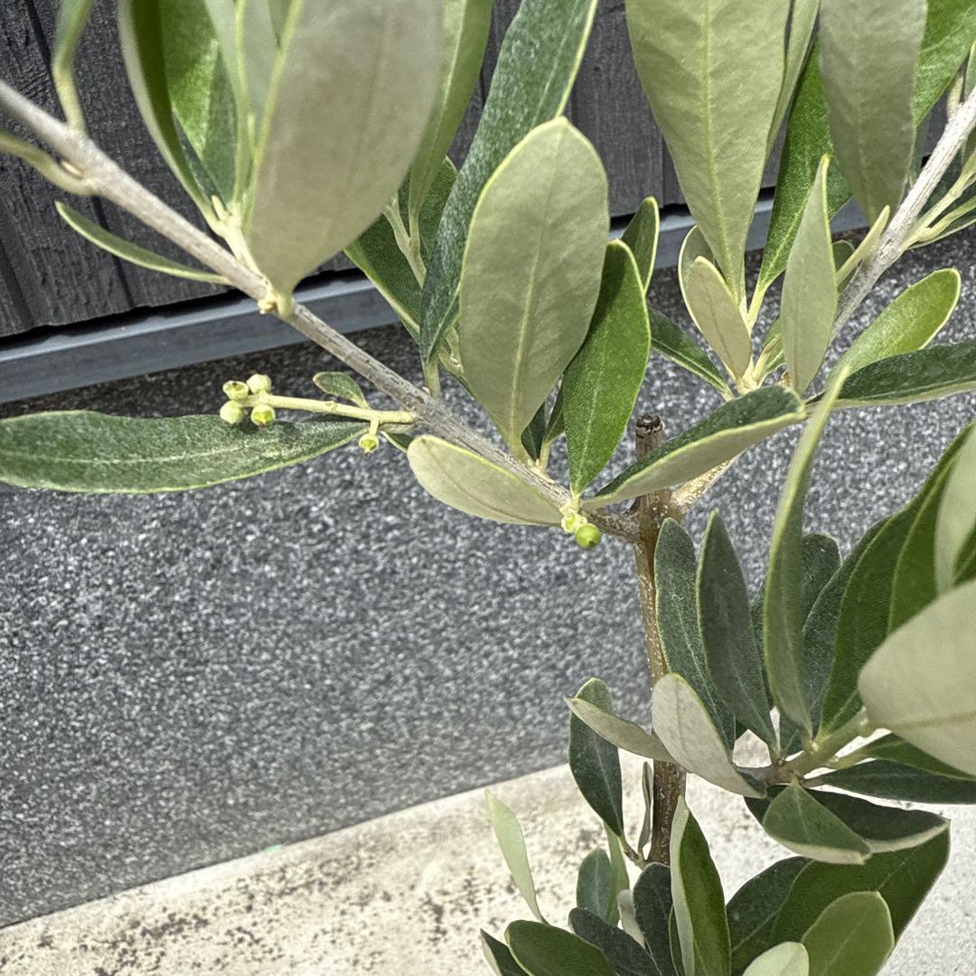 ●カラマタ●オリーブの木　庭木　シンボルツリー　希少　オリーブ　シルバーリーフ