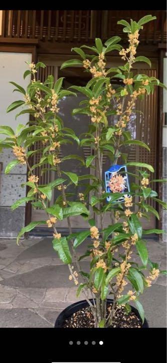 本命ギフト 金木犀 キンモクセイ キンモクセイ苗木 蕾たっぷり 良い香り 植物 観葉植物 Www Foundationchurchonline Org