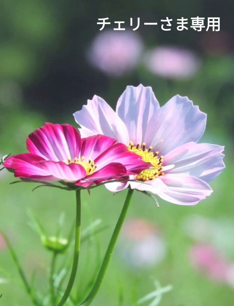 チェリーさま専用ページです。