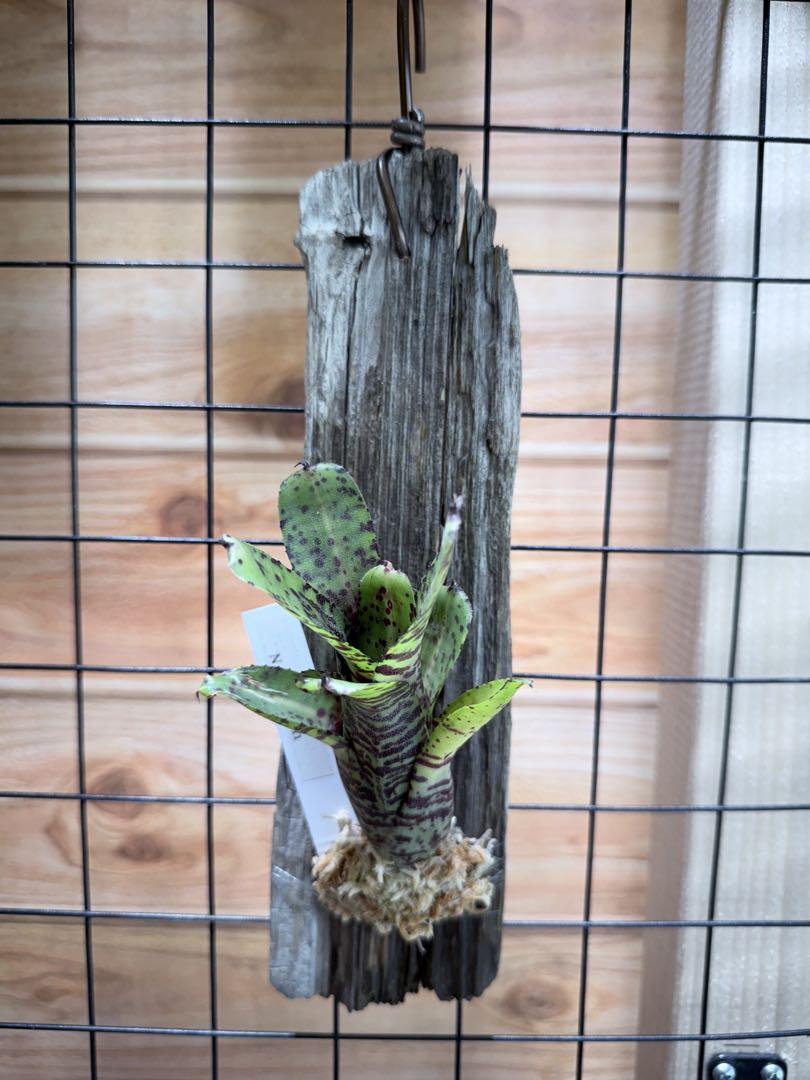 Neoregelia Gremlin ネオレゲリア グレムリン