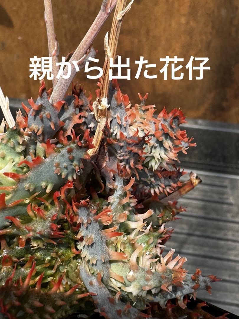 ◾️アロエ TCTハイブリッド【子株】メルカリ便 送料込み Aloe