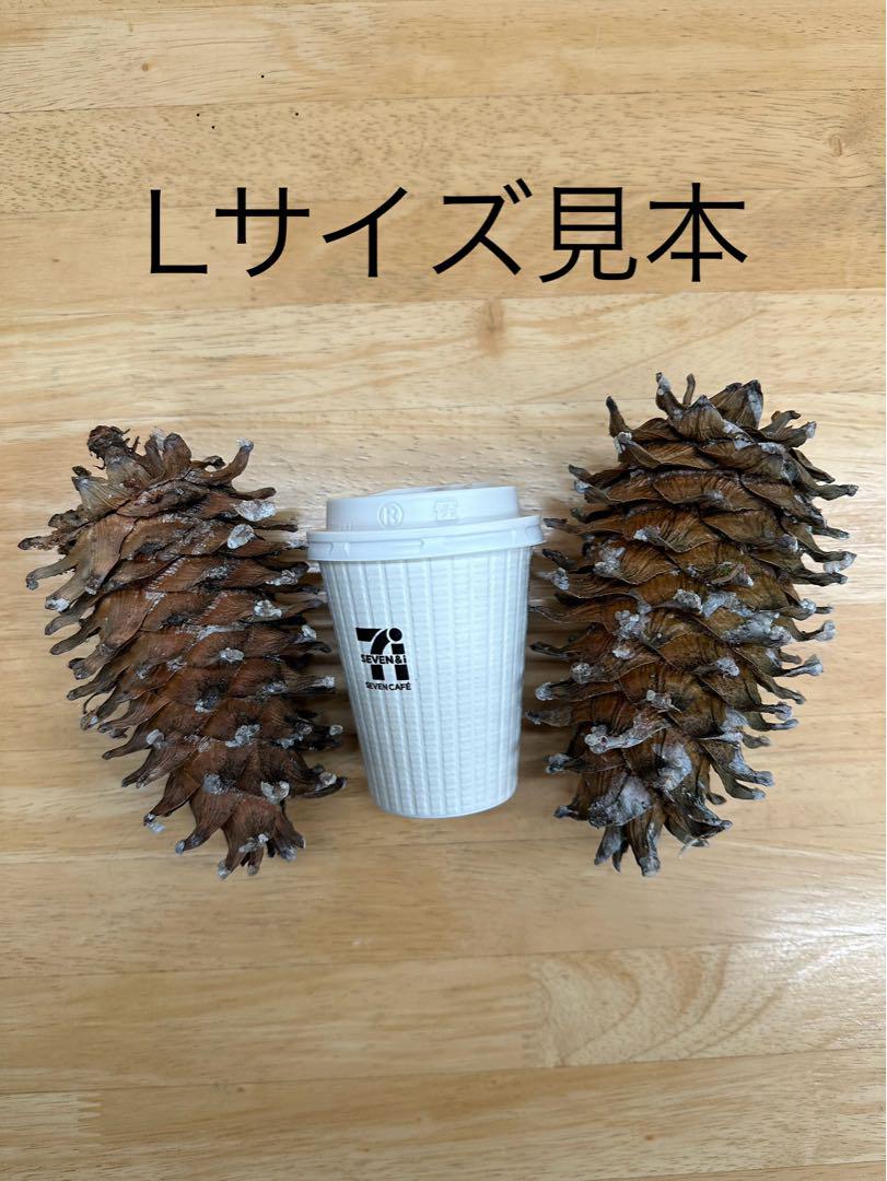 朝鮮五葉松　￼松ぼっくり大サイズ Hanamoku (花木）: チョウセンゴヨウ(朝鮮五葉）－球果－