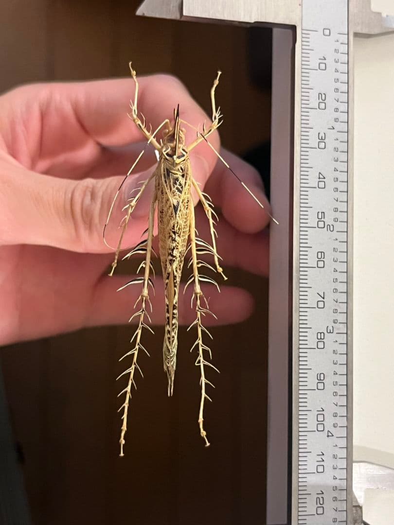 サルオガセギスキリギリスカマドウマバッタ直翅類コロギスリ昆虫標本傷や汚れあり