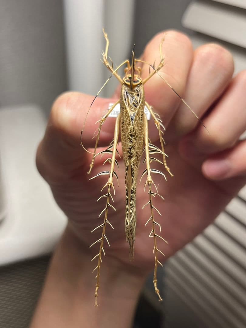 サルオガセギスキリギリスカマドウマバッタ直翅類コロギスリ昆虫標本傷や汚れあり WWW_GEBZETESISAT_COM_TR