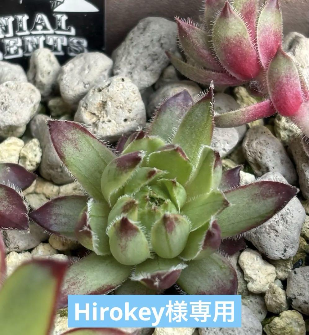 Hirokeyさま確認用