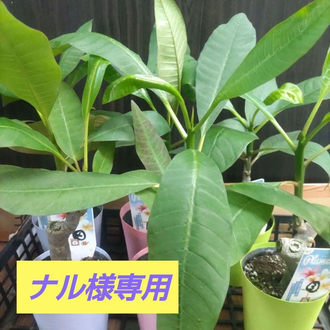 チビプルメリア　　②6ポットセット　　訳あり、ハイビスカスセット