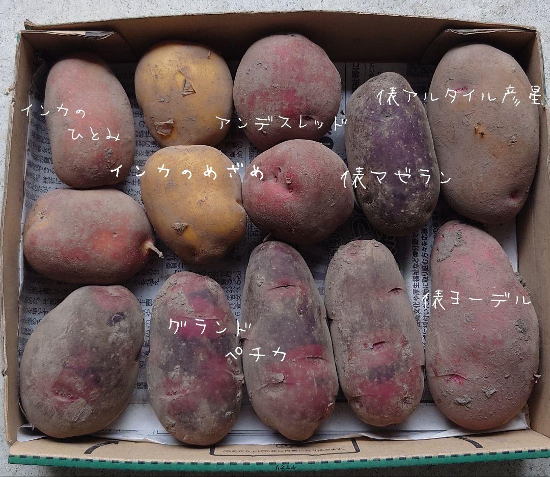 カラフルポテト 7種セット 新じゃがいも - メルカリ