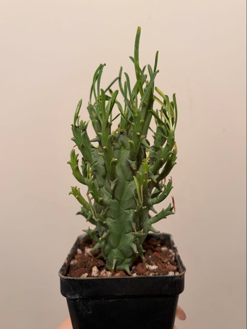 ユーフォルビア 闘牛角