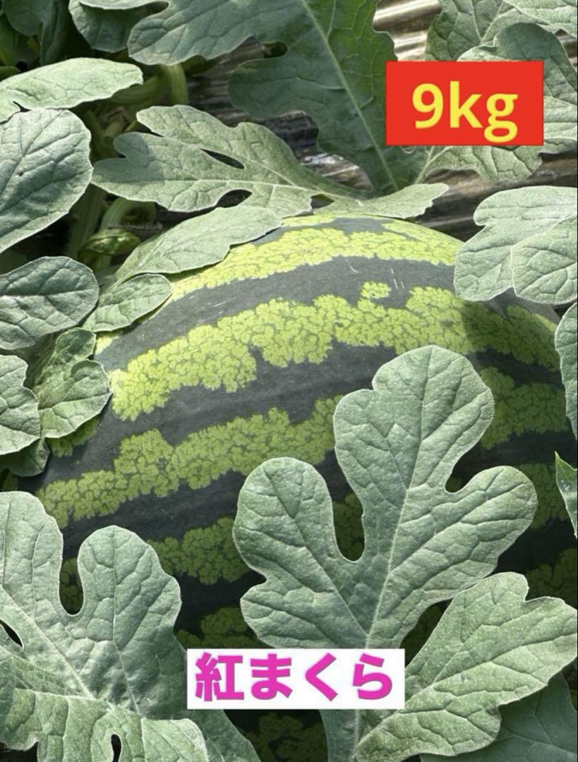 産地直送 熊本植木町スイカ【1玉入り】9kg