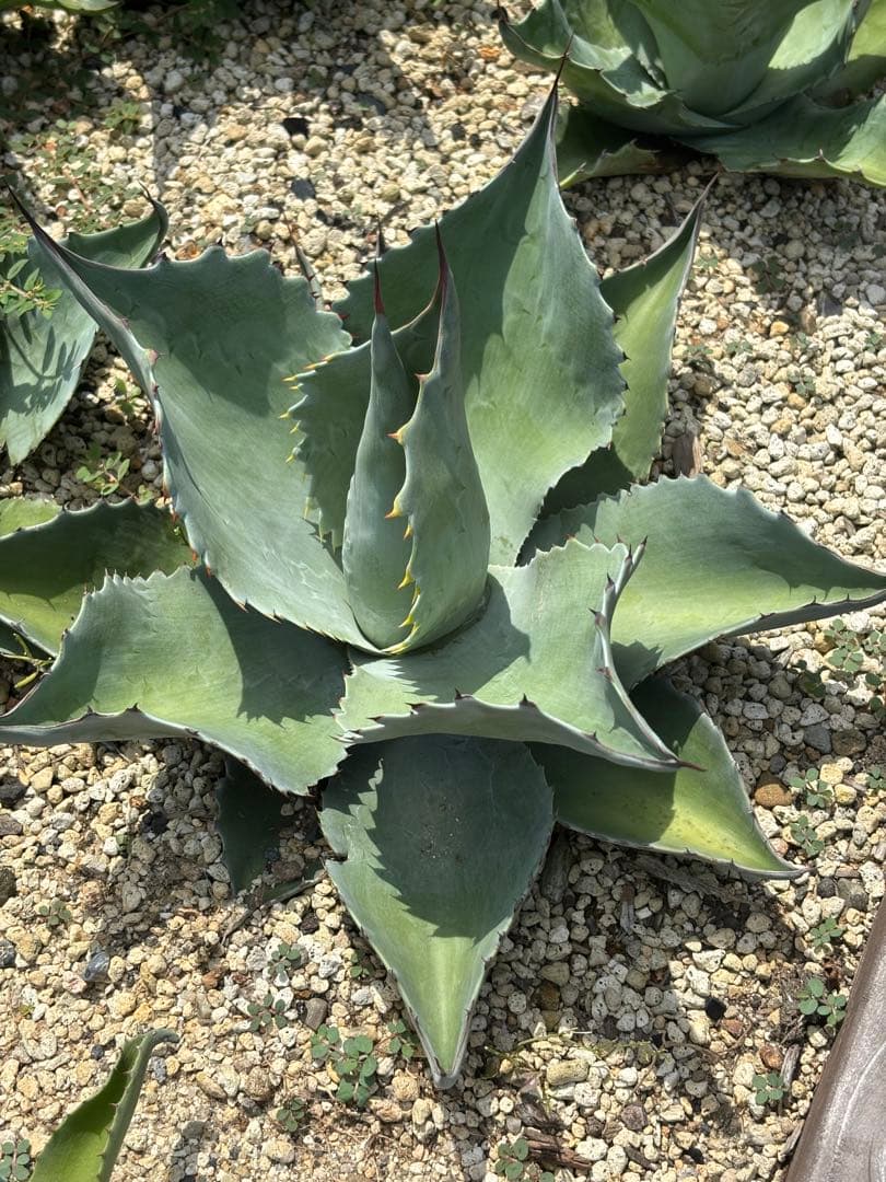 アガベ　オバティフォリア　バンジー　パリー　ドライガーデン アガベ オバティフォリア】ドライガーデンに圧倒的人気品種だが