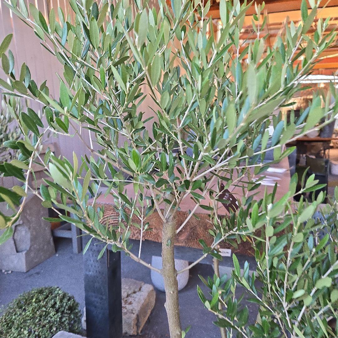 8号特大苗木最高等級