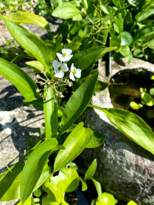 ナガバオモダカ メダカの喜ぶ水草 根付き株 4株 ウォーターバコパ付き メルカリ ナガバオモダカ メダカの喜ぶ水草 根付き株 4株 ウォーターバコパ付き メルカリ