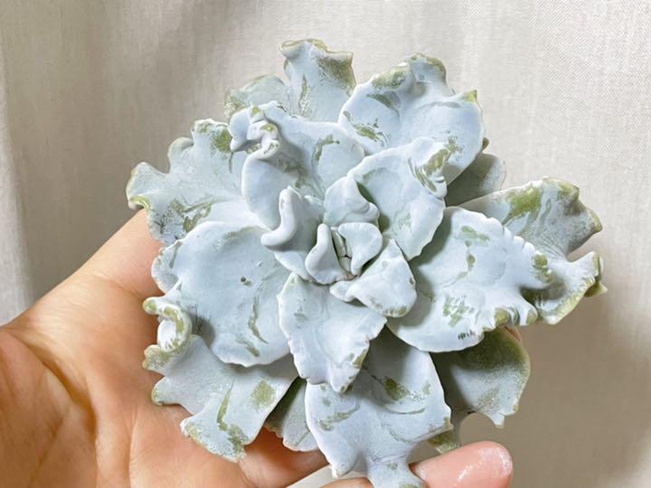 期間限定キャンペーン 多肉植物 韓国苗 クリスペートビューティ ♡ 植物/観葉植物 インテリア・住まい・小物¥13,409-www.montevideocollege.edu.uy 期間限定キャンペーン 多肉植物 韓国苗 クリスペートビューティ ♡ 植物/観葉植物 インテリア・住まい・小物¥13,409-www.montevideocollege.edu.uy