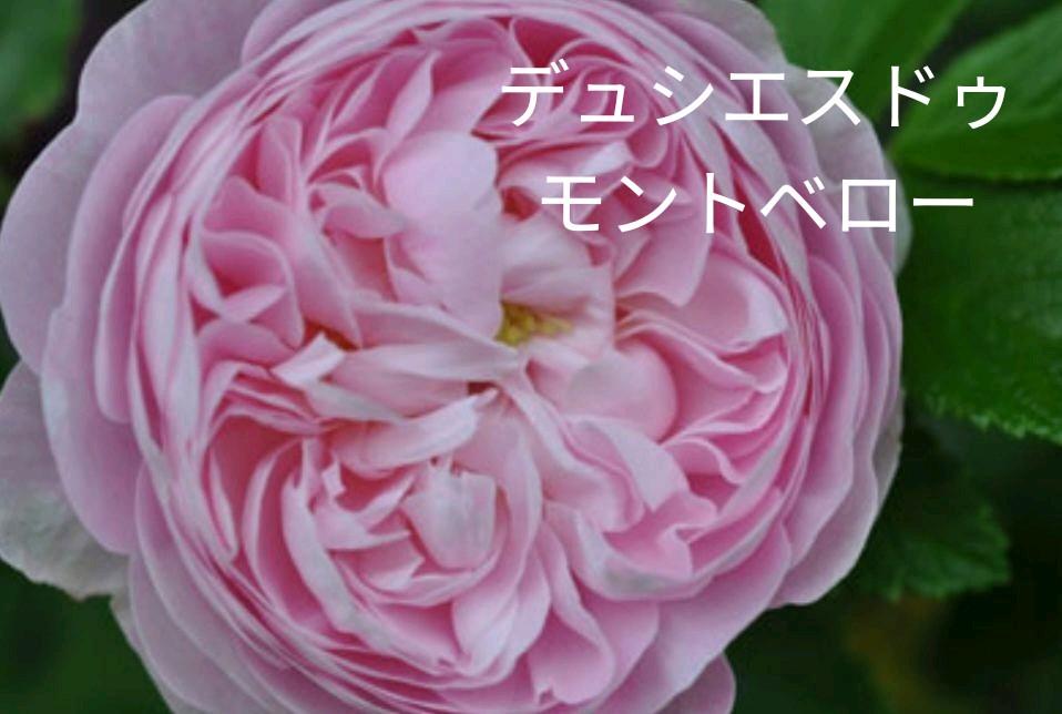 デュシエスドゥモントベローバラ接ぎ木中苗