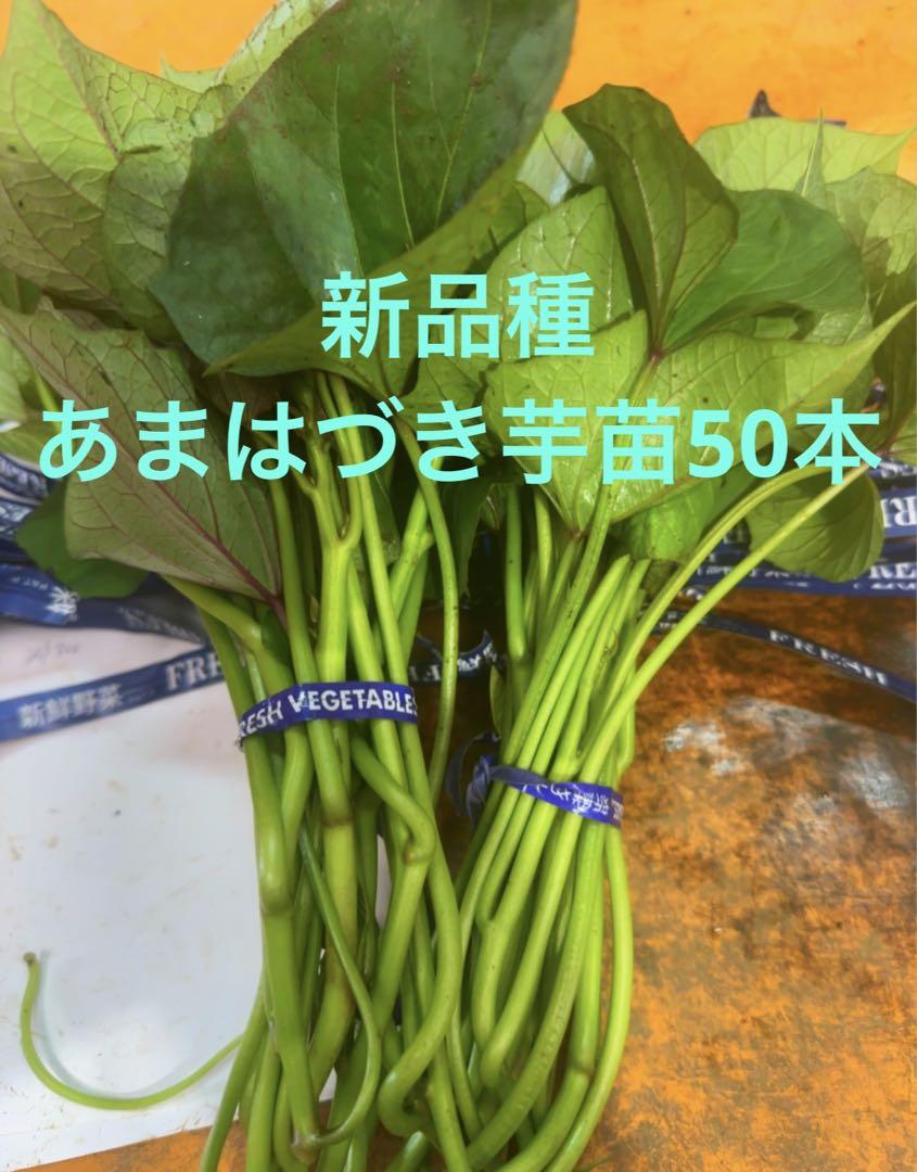 栗かぐや芋苗 200本セール 栗かぐや芋苗200本セール