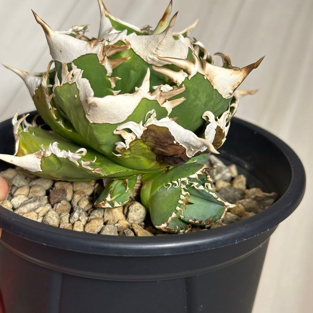 アガベチタノタ 大白鯊 OC子株 (未発根)