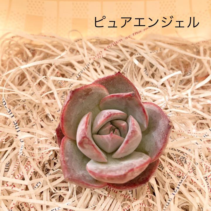インテリア小物 野花 卯月 多肉植物 韓国苗 カット苗 寄せ植え セット 詰め合わせ エケベリア 9個 k2dzi7Bcfh - humanature.ie インテリア小物 野花 卯月 多肉植物 韓国苗 カット苗 寄せ植え セット 詰め合わせ エケベリア 9個 k2dzi7Bcfh - humanature.ie