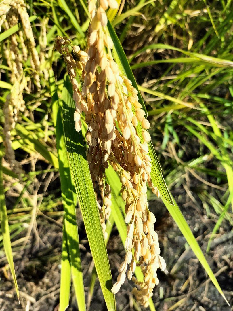 コシヒカリ　一等米　はざかけ米　白米 無農薬　10キロ　新米