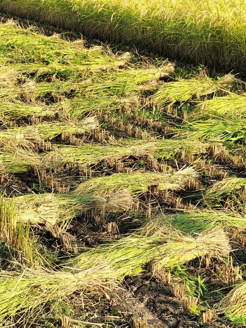 コシヒカリ　一等米　はざかけ米　白米 無農薬　10キロ　新米
