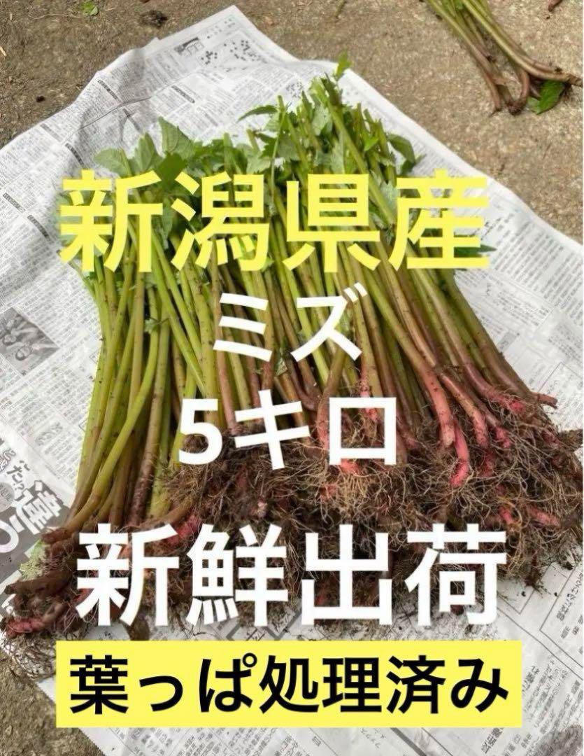 山菜　ミズ　5キロ以上　新潟県産　採れたて新鮮発送
