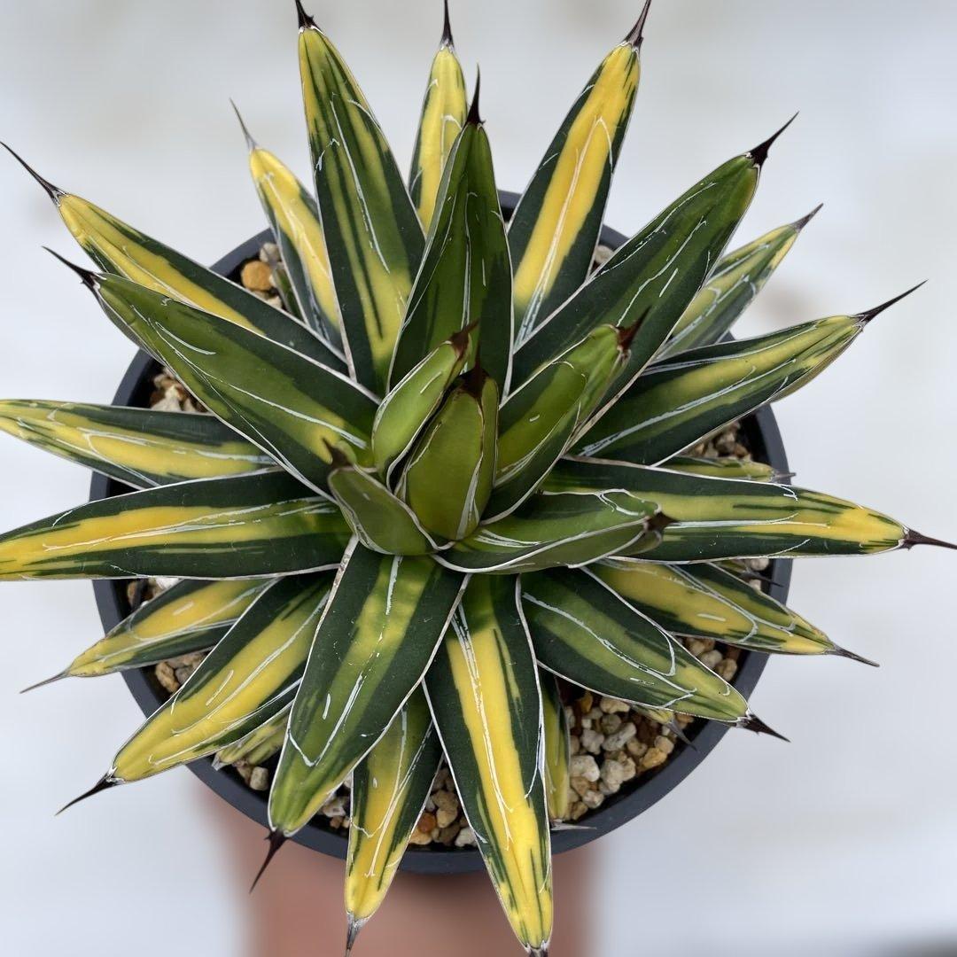 アガベ ビクトリアレジーナ ‘Sun king’ サンキング 笹の雪 斑入り目立った傷や汚れなし YUZUMIYA_COM