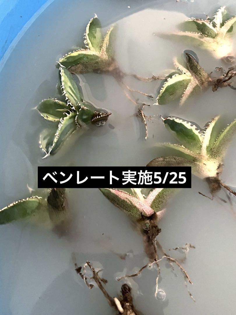 海*祐様 オークション【匿名配送】希少　大きめ　アガベ　チタノタ　白豪刺錦　TC