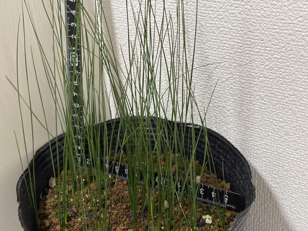 コスパ最強‼︎超希少‼︎クサントロエア・オーストラリス
