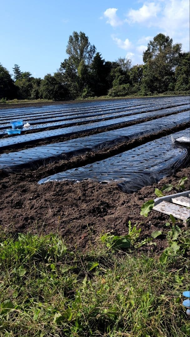 青森県産ホワイト6片種子消毒済み20キロ目立った傷や汚れなし