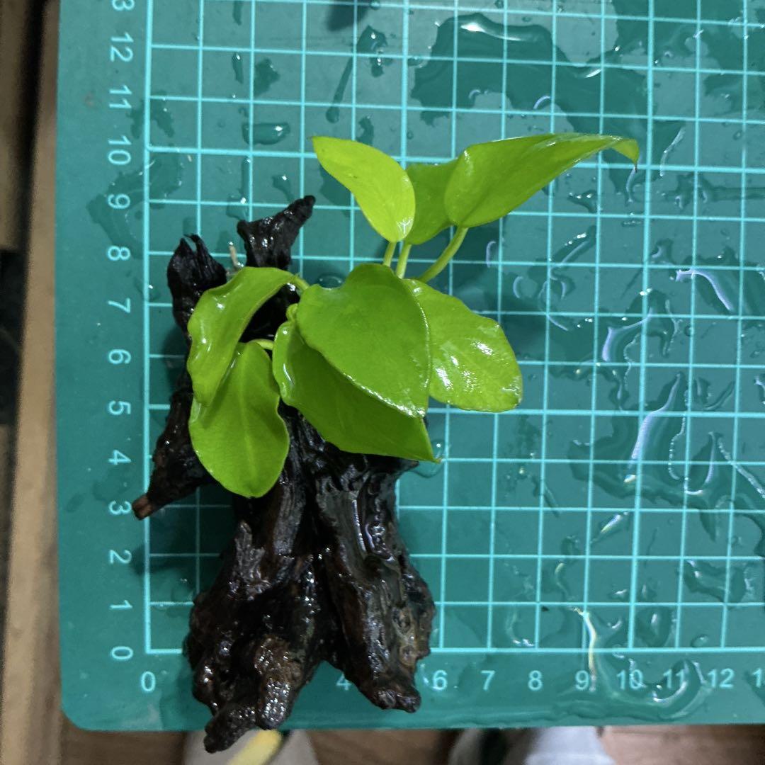 速達】アヌビアスナナゴールデン付き流木 8cm - メルカリ