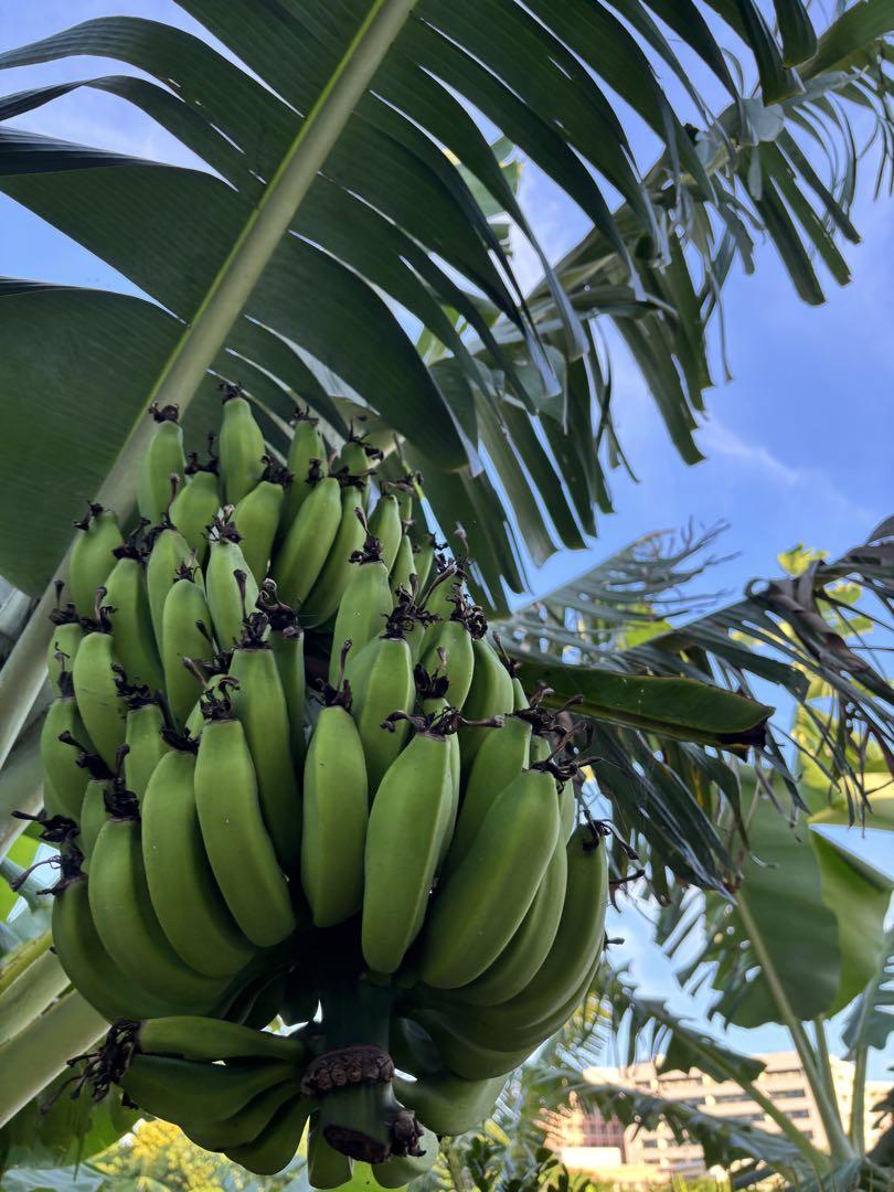 ネットオフ 送料得店  沖縄産島バナナ無農薬4.5キロ メルカリ - Fruit