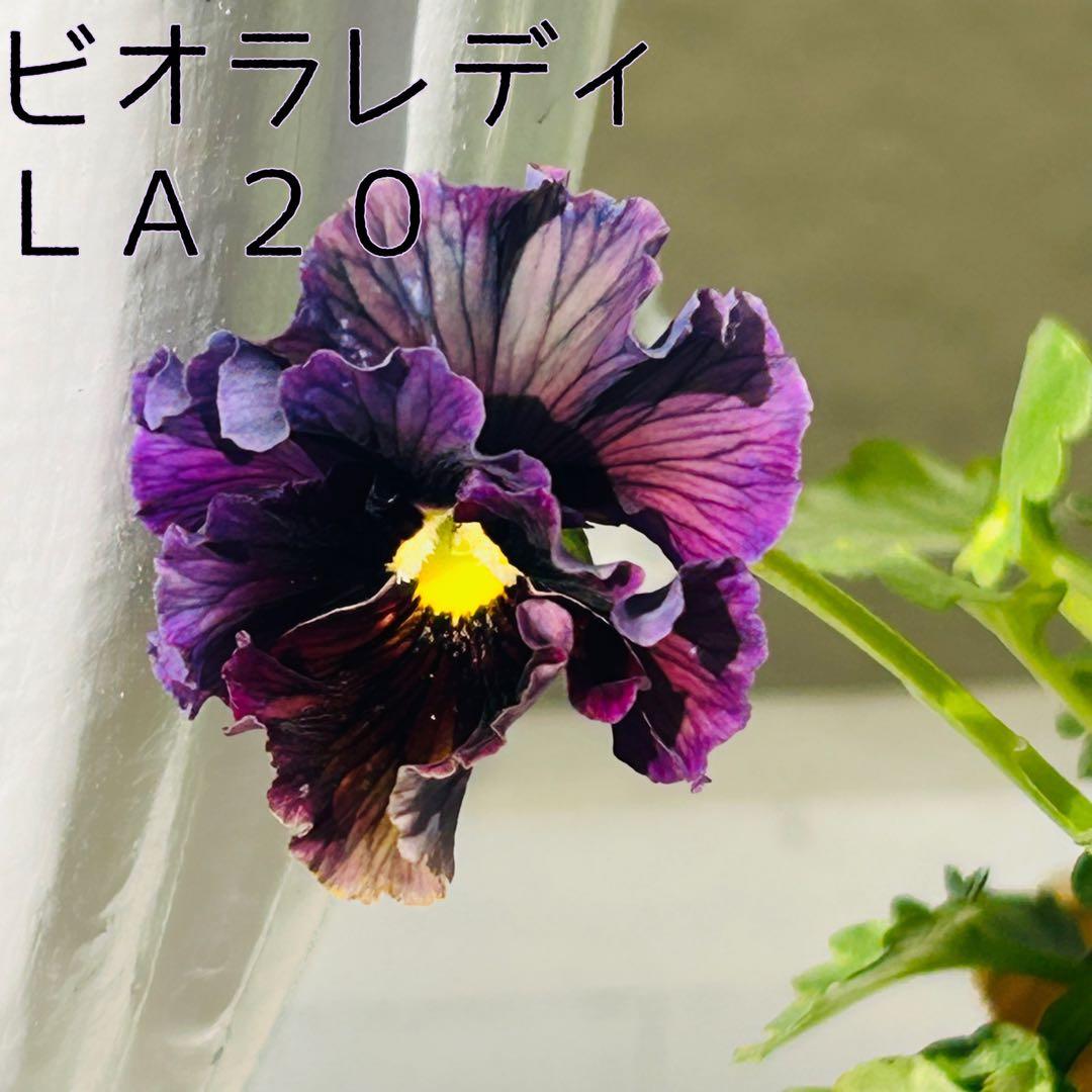 ＬＡ２０♥ビオラレディ ♥希少♥人気品種♥花苗ポットごと発送♥パンジービオラ