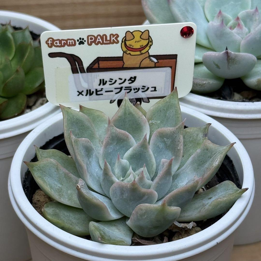 ミックスベリアセット　札付き　おらいさん苗　メルカリ便　エケベリア　多肉植物 おらいさん苗 桜子 札付き ミックスベリア 多肉 エケベリア