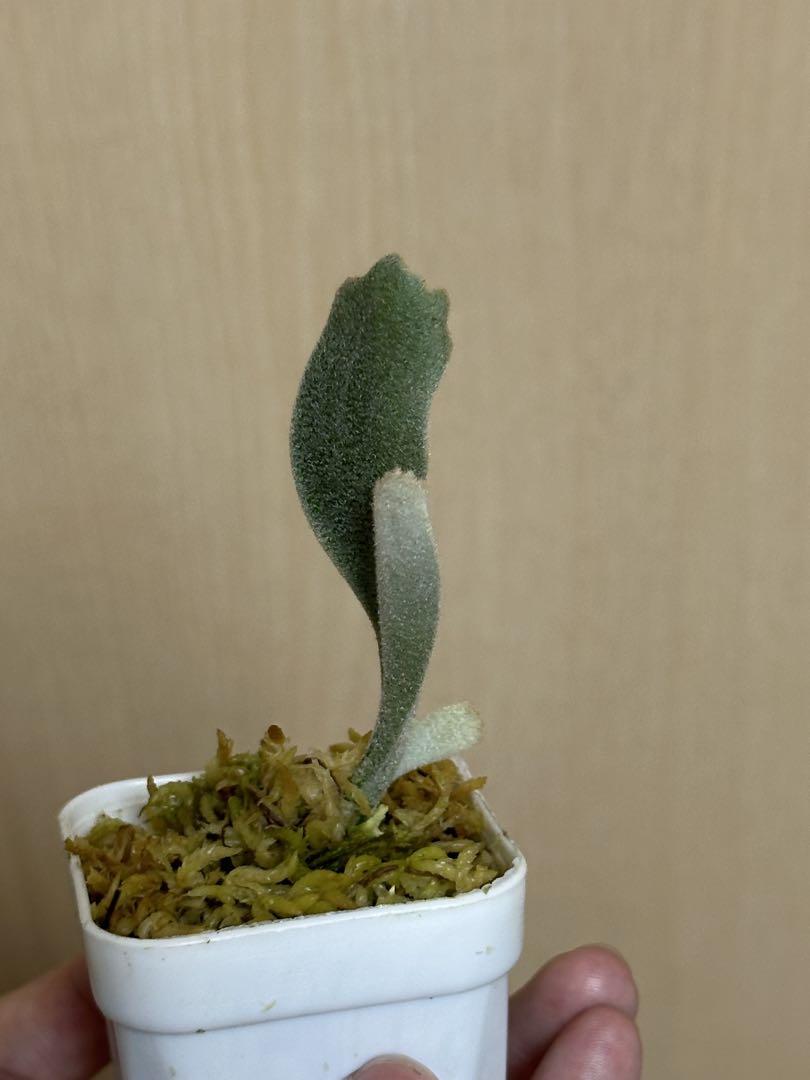 イ*マ様 P.Willinckii''Spur’ PUP