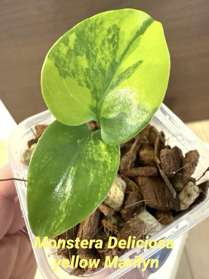 Monstera Deliciosa Yellow Marilyn - Xanh Xanh Urban Forest
