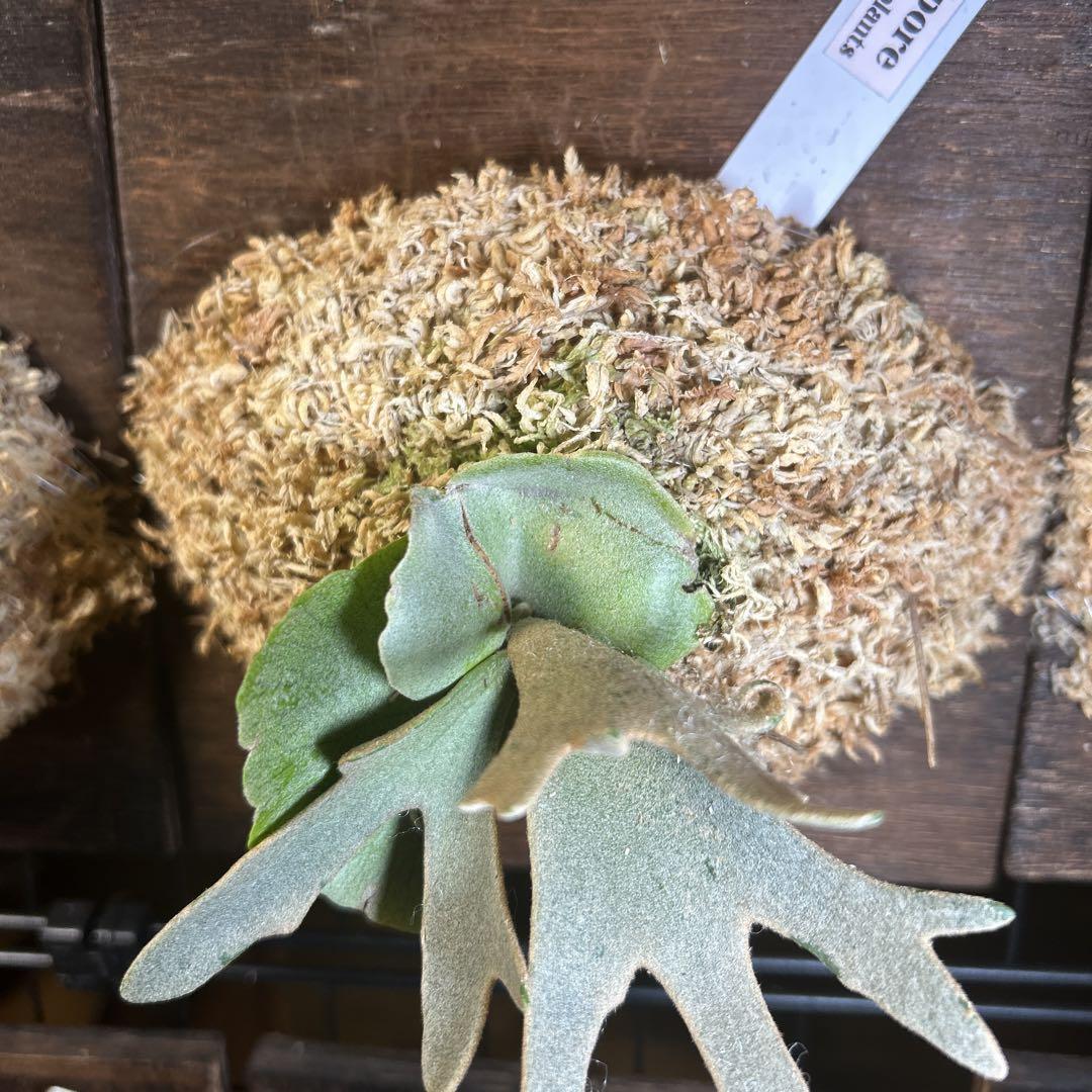 ビカクシダ P.willinckii 'Jewel' sporeling#2 2025.3/25〜】板付ビカクシダ P. willinckii 'Jewel' spore
