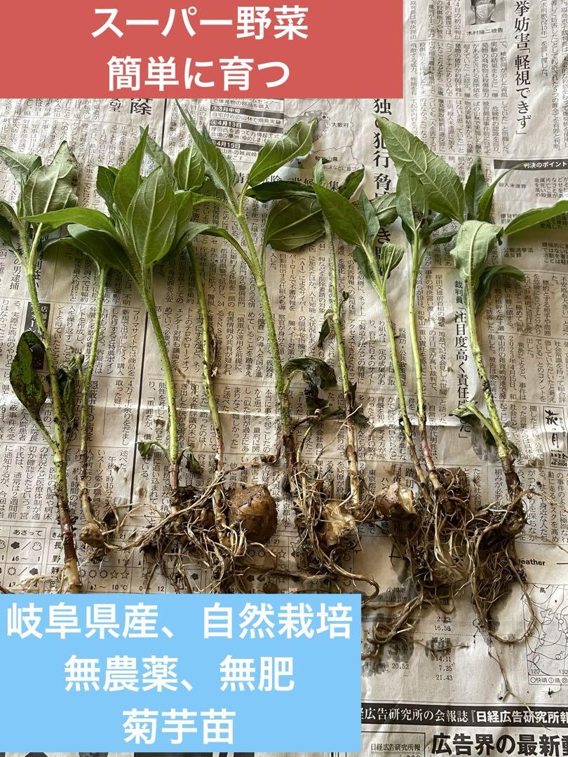 食味最高峰ゴールデン種 キャッサバ☆根＆挿し木枝◇60箱サイズ