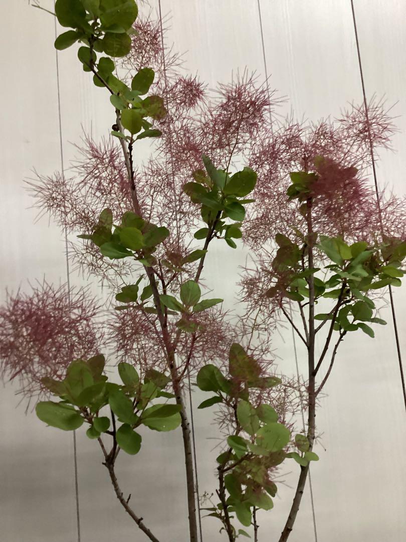 スモークツリー　リトルルビー　花芽多数　５寸植　樹木　花苗　苗木　苗