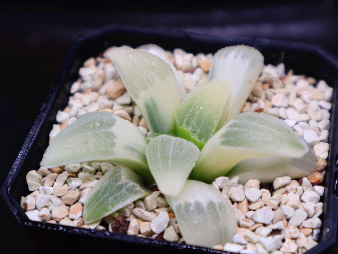 ま*る様 多肉植物　ハオルチアOB-1オブツーサ錦　鮮明錦　糊斑 多肉植物 ハオルチア OB-1オブツーサ錦 超美品 鮮明錦 赤線入り