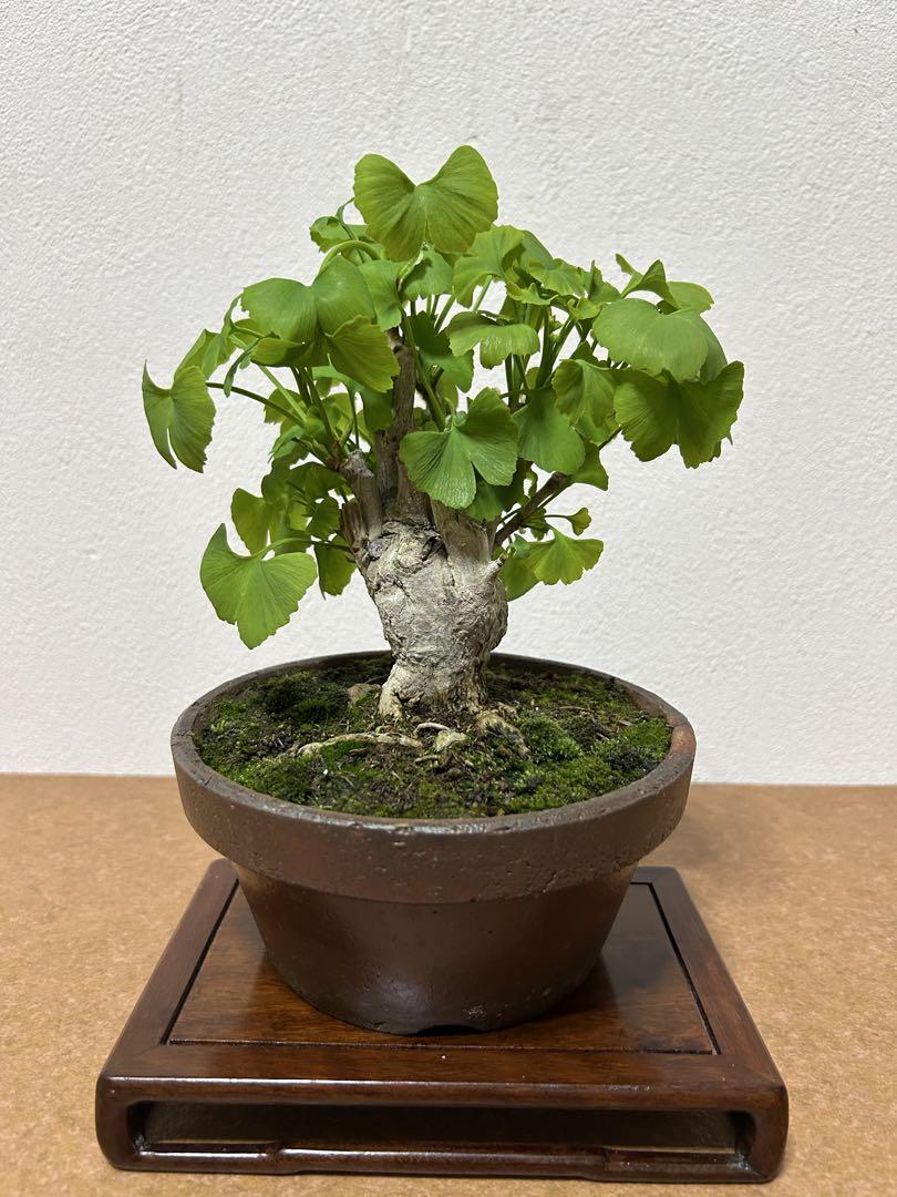 銀杏　小品盆栽