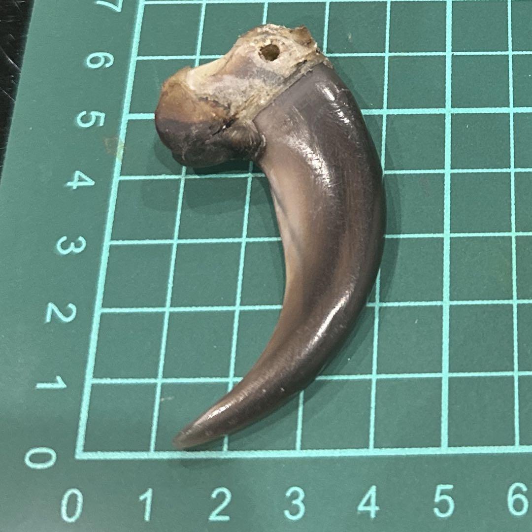 ヒグマの爪　クマの爪